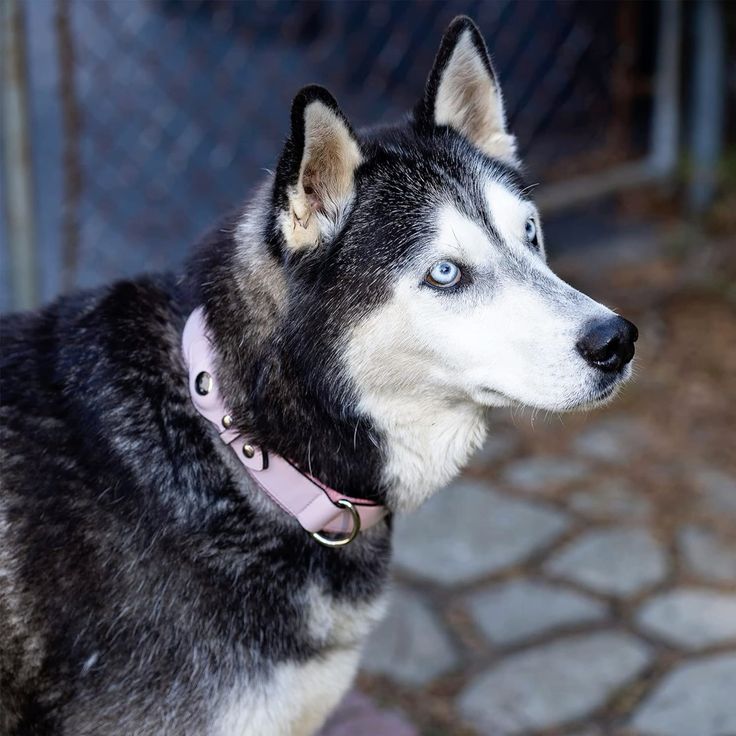 Leather Anti Lost Dog Collar
